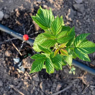 Sådan vander du din hæk - og resten af haven